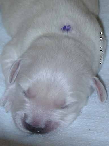 2.10.2001, R�de mit lila Punkt