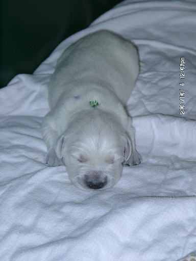 4.10.2001, R�de mit gr�nem Punkt