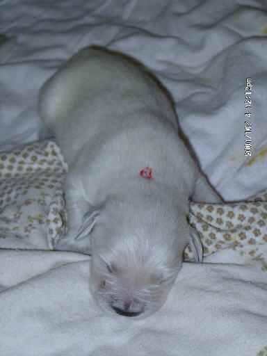 4.10.2001, R�de mit rotem Punkt