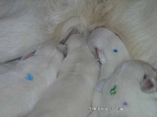 4.10.2001, 2 H�ndinen mit hellblauem + ohne Punkt, 2 R�den mit blauem + gr�nem Punkt