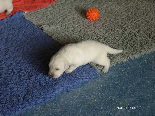 13.10.2001, R�de mit gr�nem Punkt