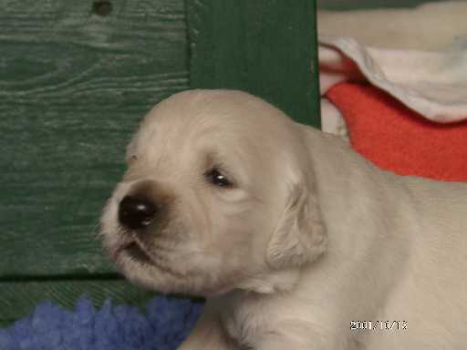 13.10.2001, R�de mit gr�nem Punkt