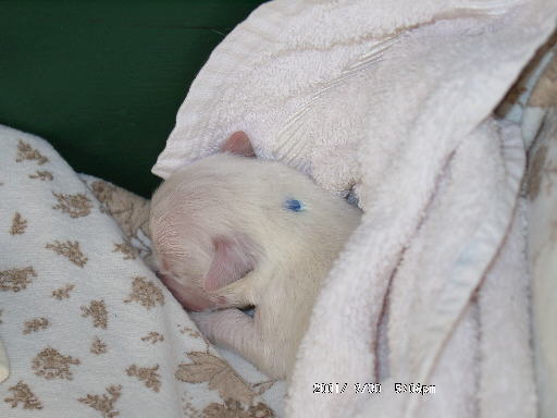 30.09.2001, der Kleinste (R�de mit blauem Punkt)