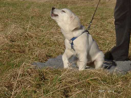 2.02.2002, Bandit