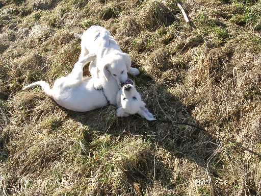2.02.2002, Bandit und Nelson