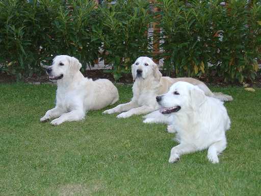 9.10.2002, Jule, Tessa und Sam