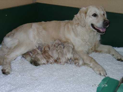 Jule mit den Welpen aus dem B-Wurf