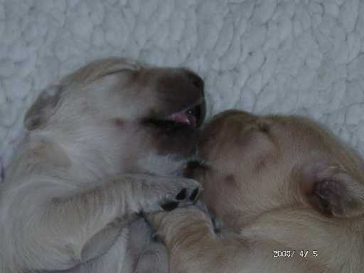 05.04.2003, H�ndinnen blauer und hellblauer Punkt 