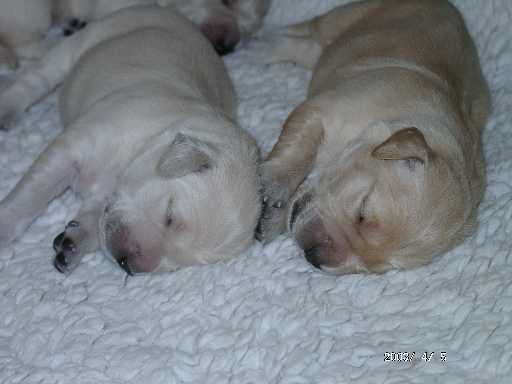 05.04.2003, H�ndinnen gelber und hellblauer Punkt