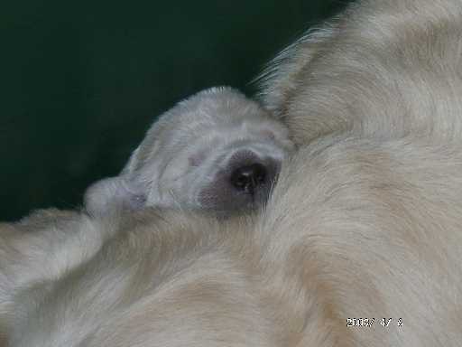 06.04.2003, H�ndin mit rosa Punkt an Jule angekuschelt