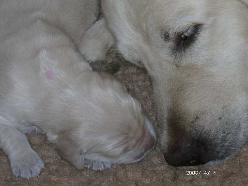 06.04.2003, H�ndin mit rosa Punkt