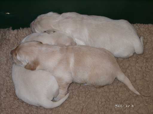 08.04.2003, H�ndinnen mit gelben, hellblauem und rosa Punkt