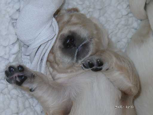 10.04.2003, H�ndin mit hellblauem Punkt