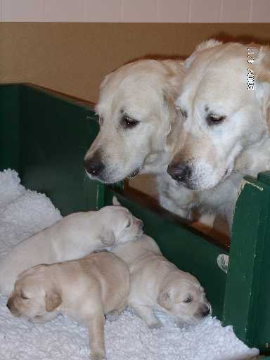 11.04.2003, Jule und Tessa z�hlen die Babies