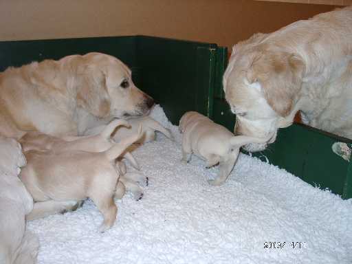 11.04.2003, Tessa findet die Kleinen sehr interessant