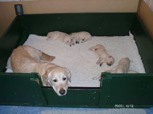 12.04.2003, Tessa passt auf