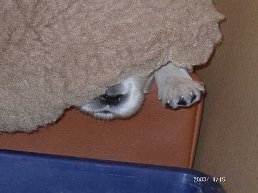 15.04.2003, Suchbild mit Hund