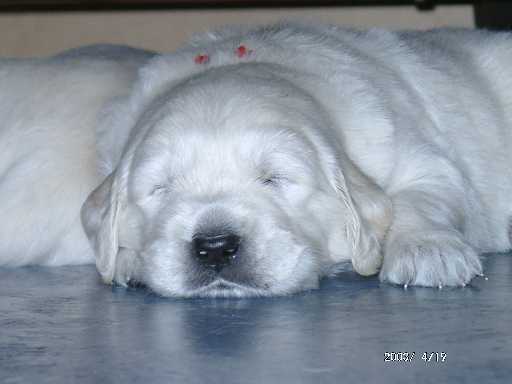 19.04.2003, R�de (rot)