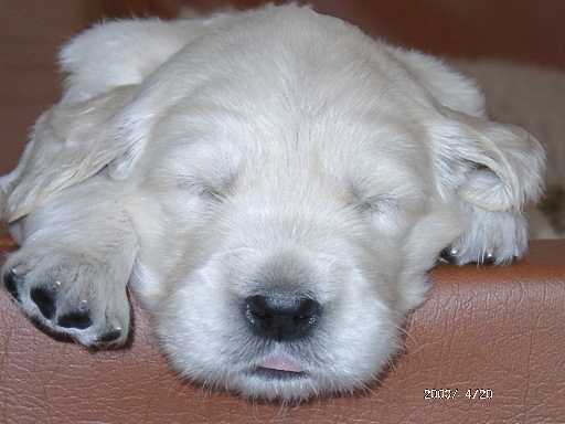 20.04.2003, H�ndin (rosa)