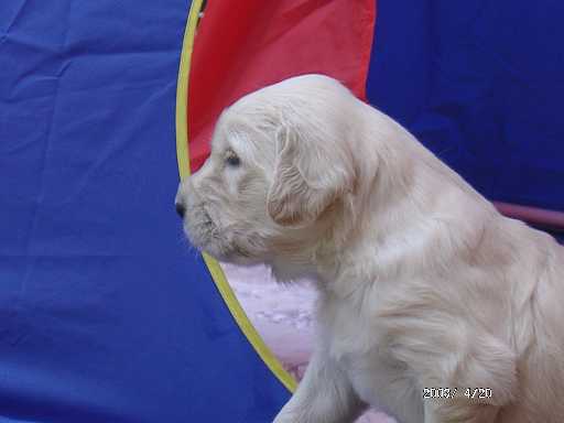 20.04.2003, H�ndin (rosa)