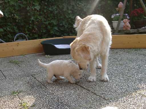 22.04.2003, Tessa spielt mit dem 'gr�nem' R�den