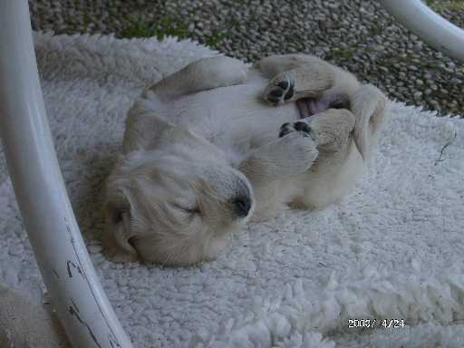 24.04.2003, H�ndin (gelb)