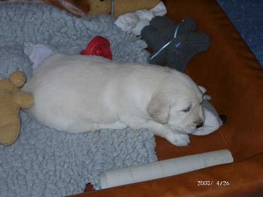 26.04.2003, H�ndin (gelb)