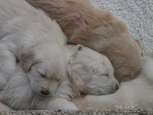 28.04.2003, ein Kneul Golden Babies