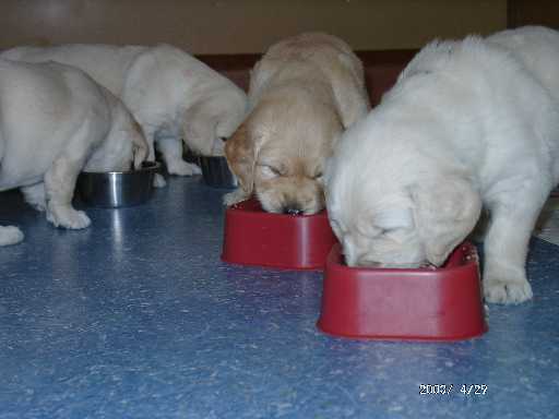 29.04.2003, Essen fassen