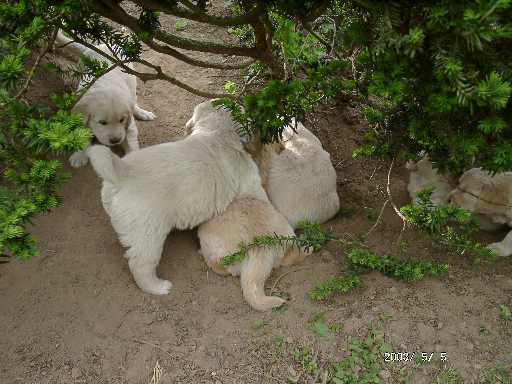 05.05.2003, Lektion buddeln haben alle bestanden