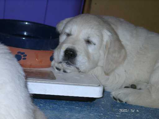 06.05.2003, H�ndin (gelb)