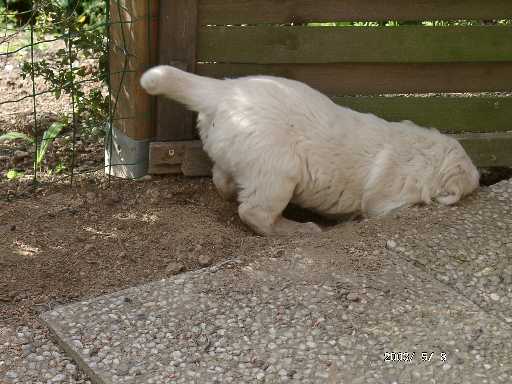 08.05.2003, buddeln ist toll (Lotta)