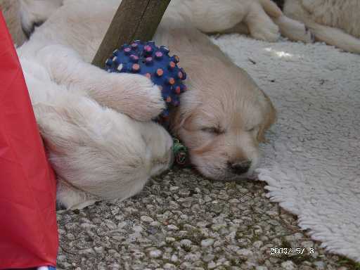 08.05.2003, den Ball halte ich auch im Schlaf fest