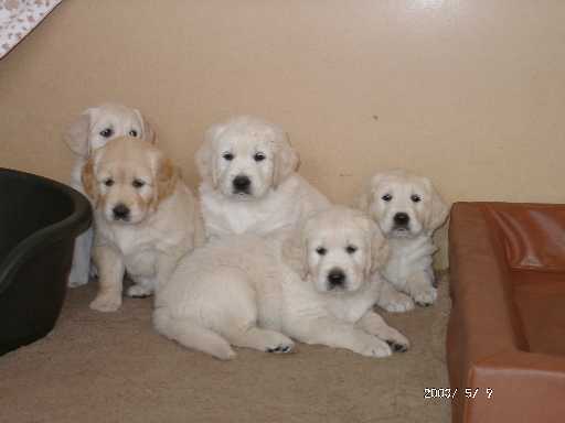 09.05.2003, 6 Wochen alt