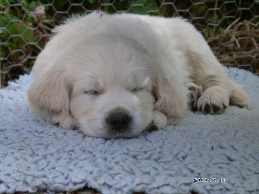 11.05.2003, Perjo auf Drybed