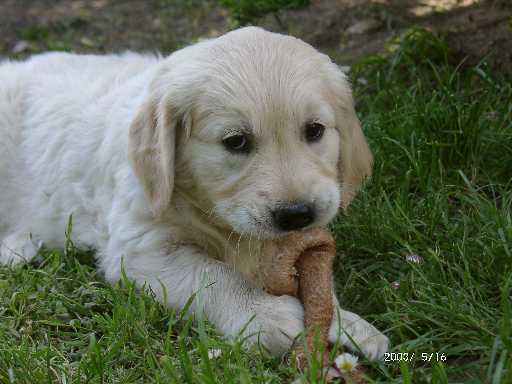 16.05.2003, Lotta isst ihren ersten Pansen