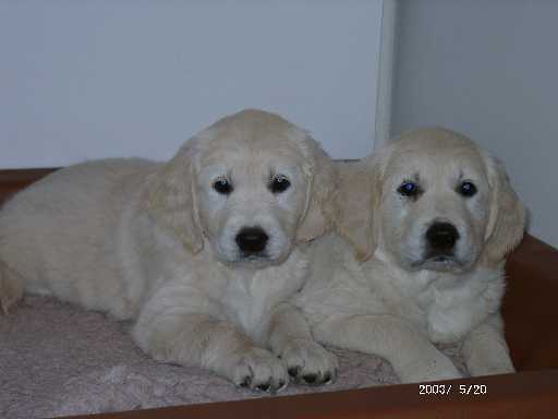 20.05.2003, Nelli (rosa) und Lucy (gelb)