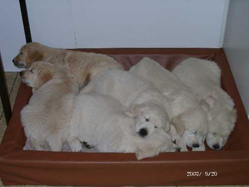 20.05.2003, Alle Welpen in einer Kudde