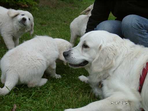 22.05.2003, Bandit mit den Kleinen vom B-Wurf