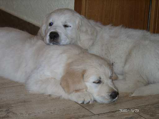 23.05.2003, Lotta und Perjo warten auf Frauchen und Herrchen