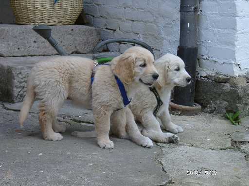 29.05.2003, Ruby und Nelli