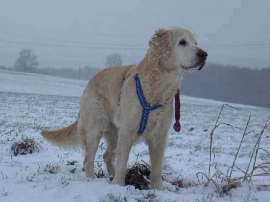 Tessa im Schnee im Dez. 2005