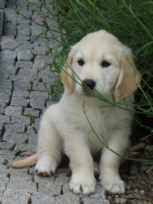 2.06.2007, Elis sitzt im Garten am unteren Ende des Welpengangs und schaut den Gro�en zu