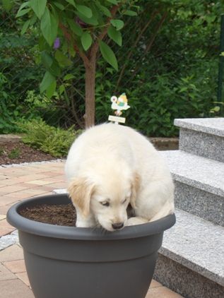 'ist schon interessant der Blumenk�bel'