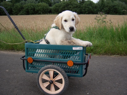 Elis in Ihrem Gassi-Wagen