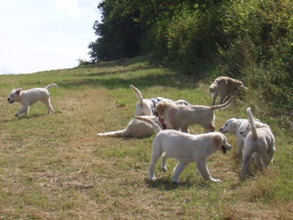 Welpen-treffen/stunde in Detmold