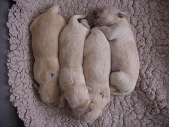 v.l. blau, rosa, schwarz und gelb