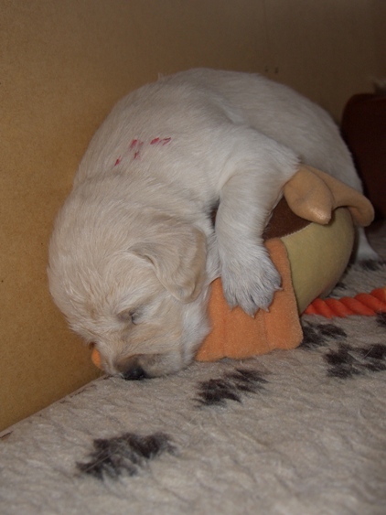 rot auf der Stoffente