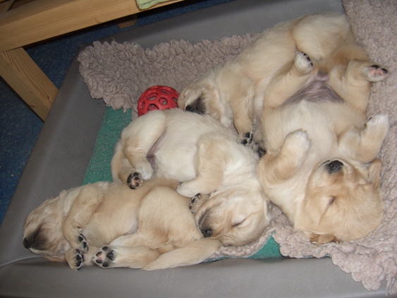 rosa, gelb, schwarz und blau