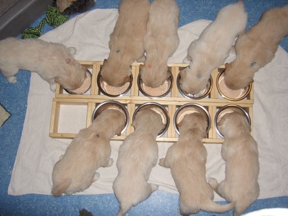 aus dem neuen Napfst�nder schmeckts gleich doppelt gut